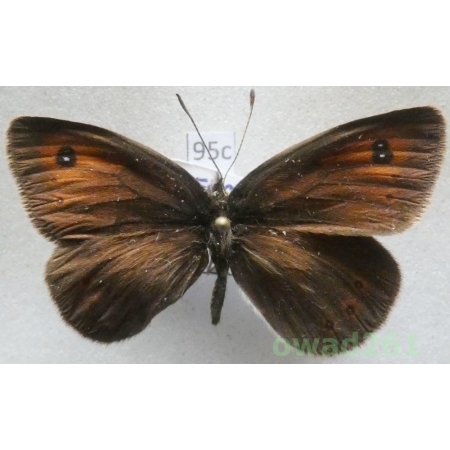 Erebia ottomana Herrich-Schäffer, 1847 Greece95c